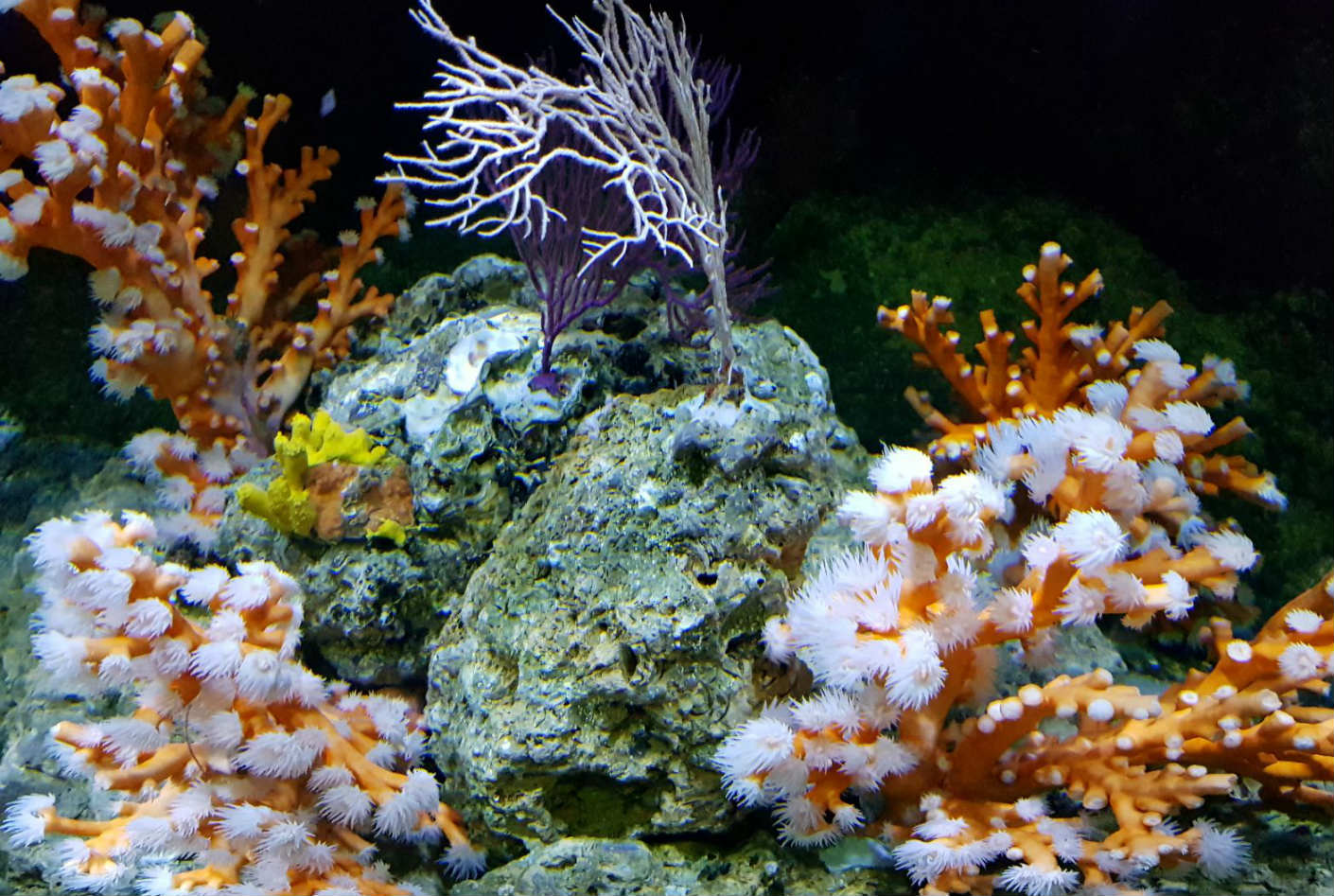 A new tank featuring corals and gorgonians can be seen at the Seville Aquarium.