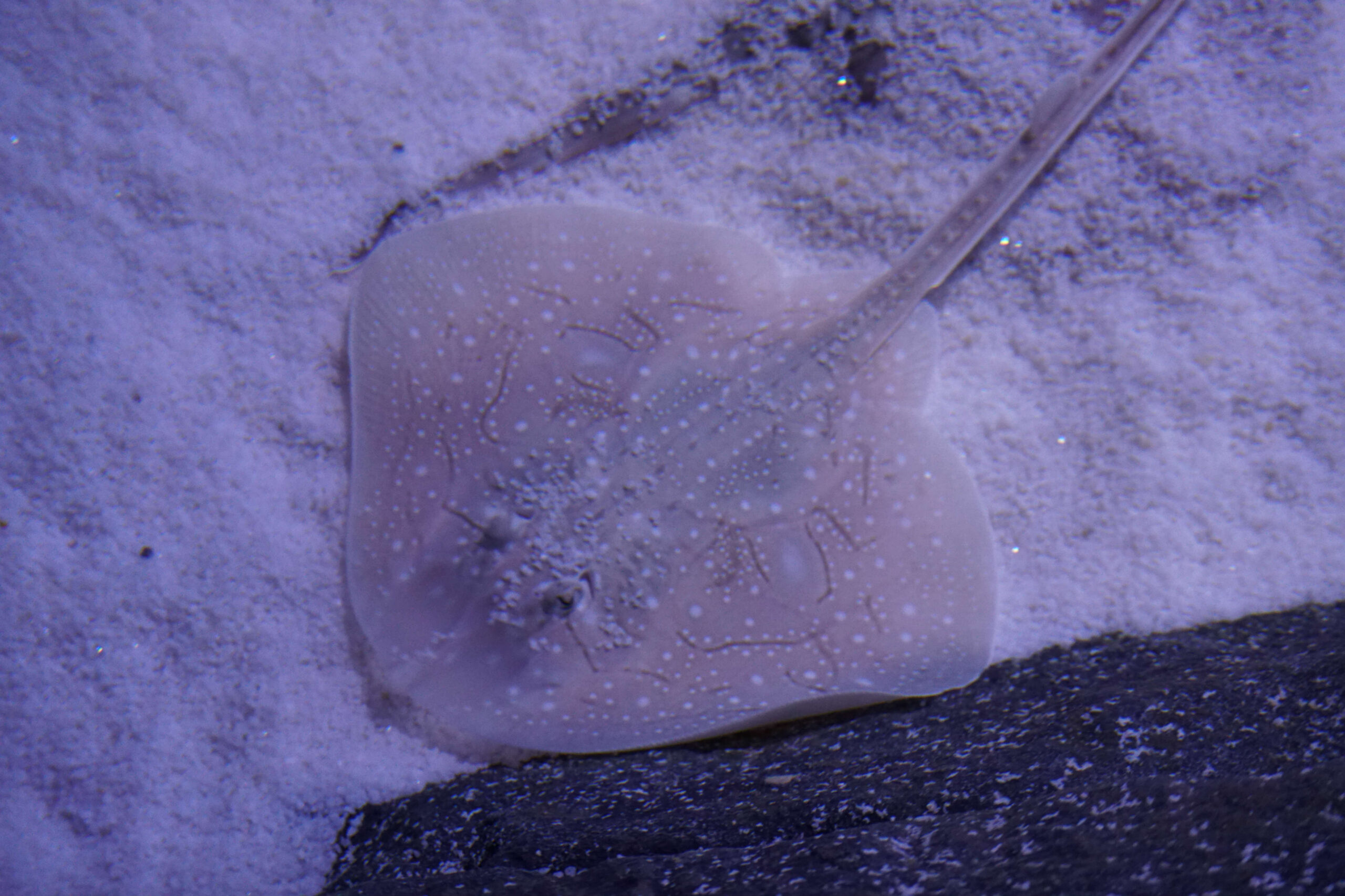 The Seville Aquarium Inaugurates a New Tank with more than 40 Rays