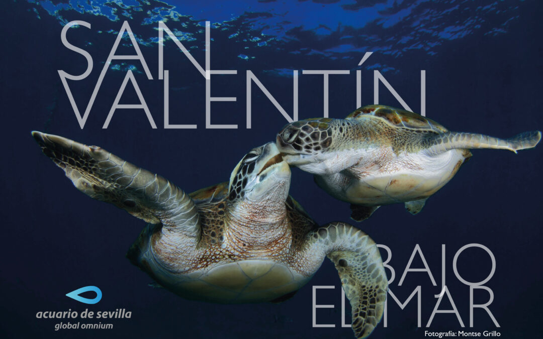 Celebrate Valentine’s Day under the Sea without Leaving Seville