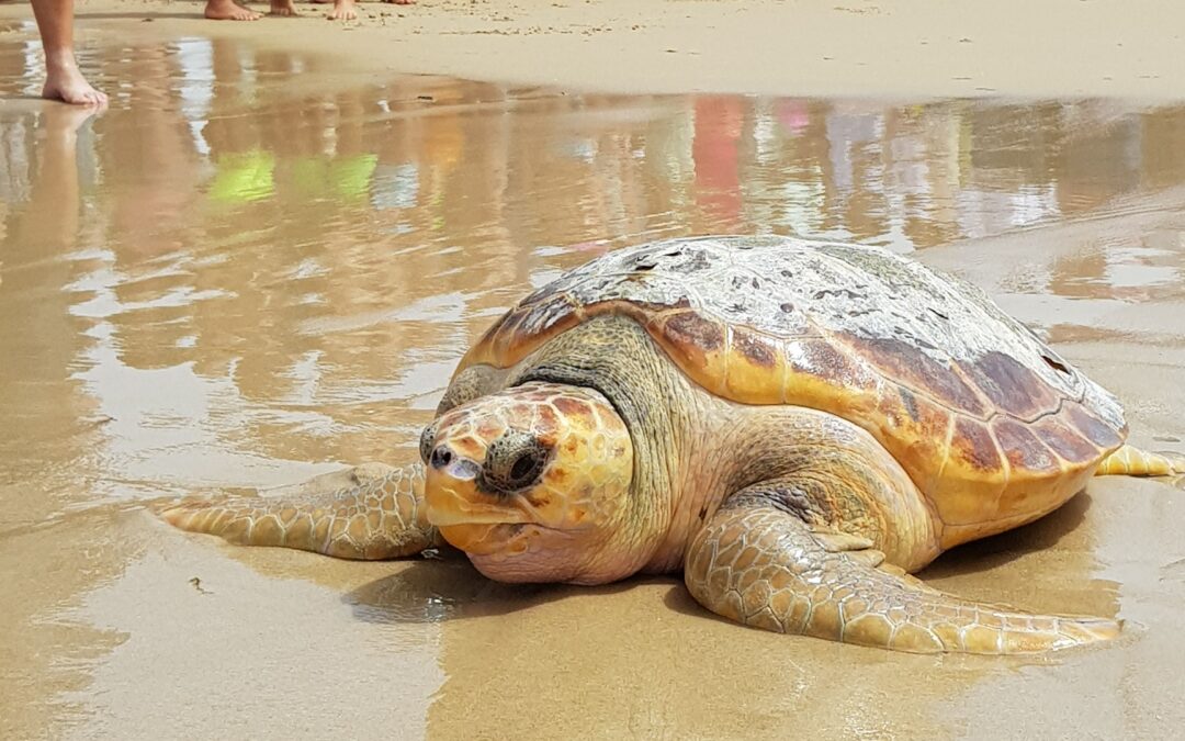 Release of a Recovering Sea Turtle on the Coast of Tarifa