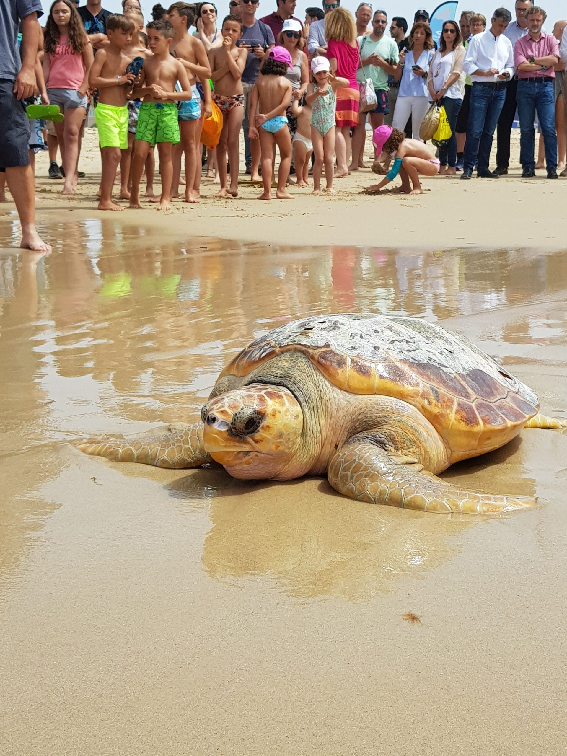 Release of a Recovering Sea Turtle on the Coast of Tarifa