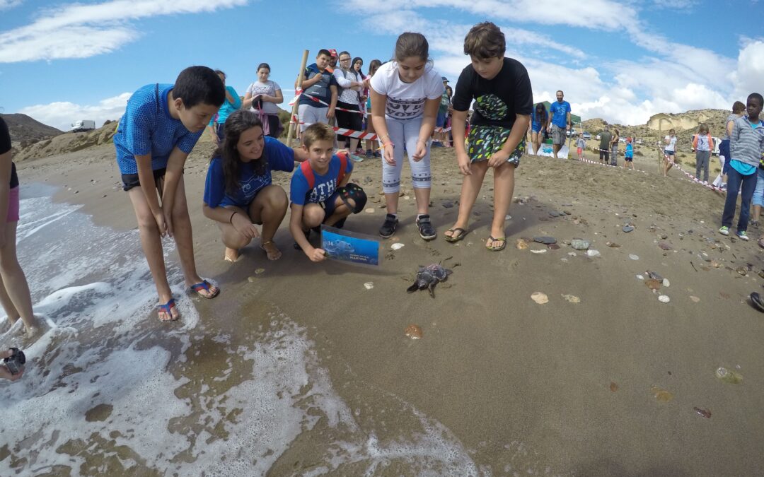 Segunda suelta de tortugas Caretta caretta en las playas de Almería