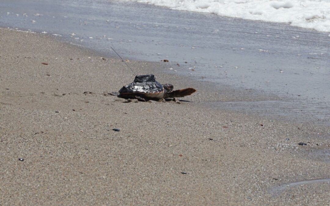 Suelta de 12 tortugas Caretta caretta nacidas hace un año en una playa de Pulpí