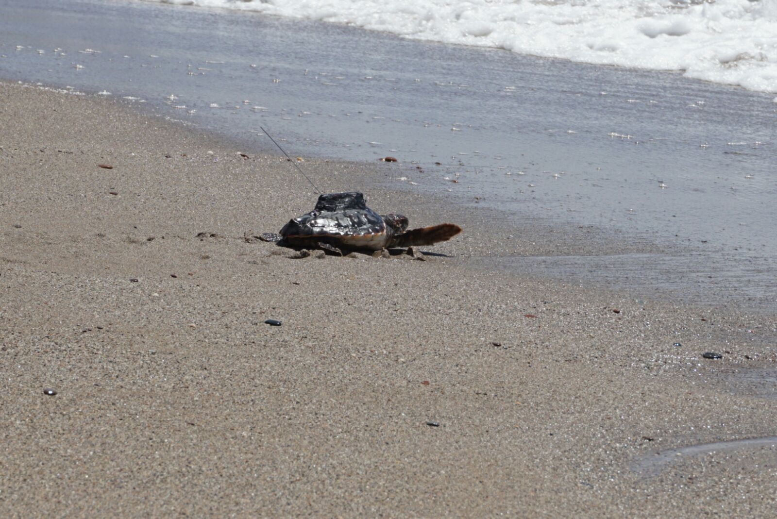 Suelta de 12 tortugas Caretta caretta nacidas hace un año en una playa de Pulpí