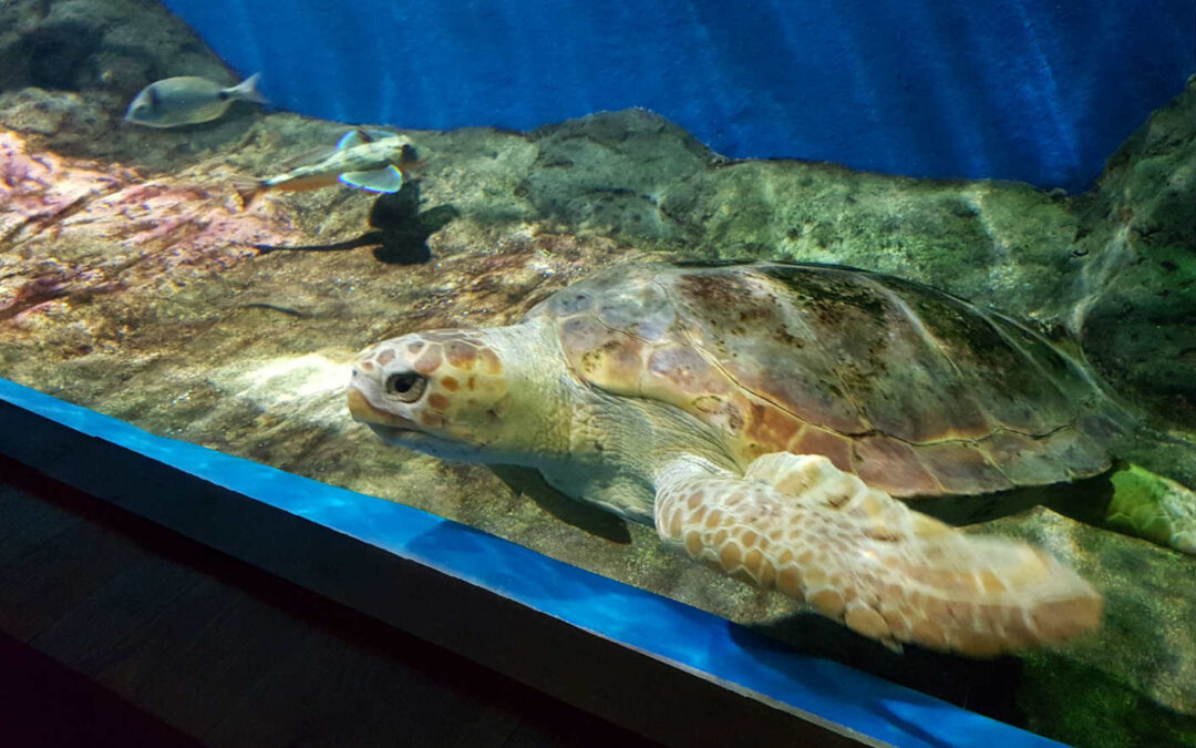 Una nueva tortuga para el Acuario de Sevilla