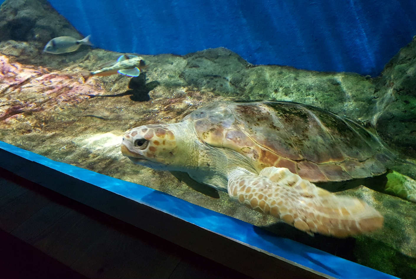 A New Turtle for the Seville Aquarium