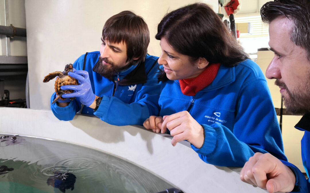 The Seville Aquarium Welcomes Four Newborn Turtles
