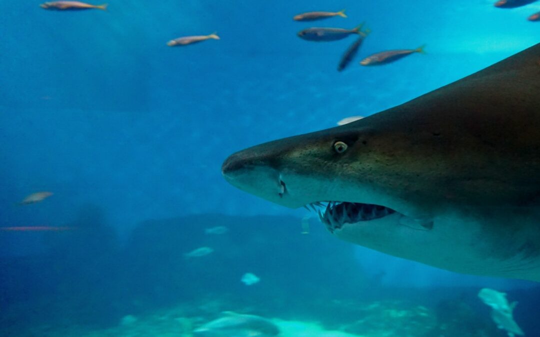 Announcement from Seville Aquarium