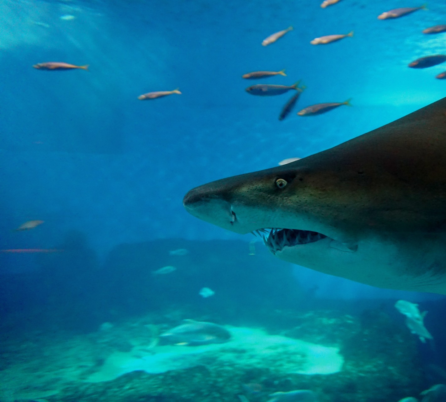 Announcement from Seville Aquarium