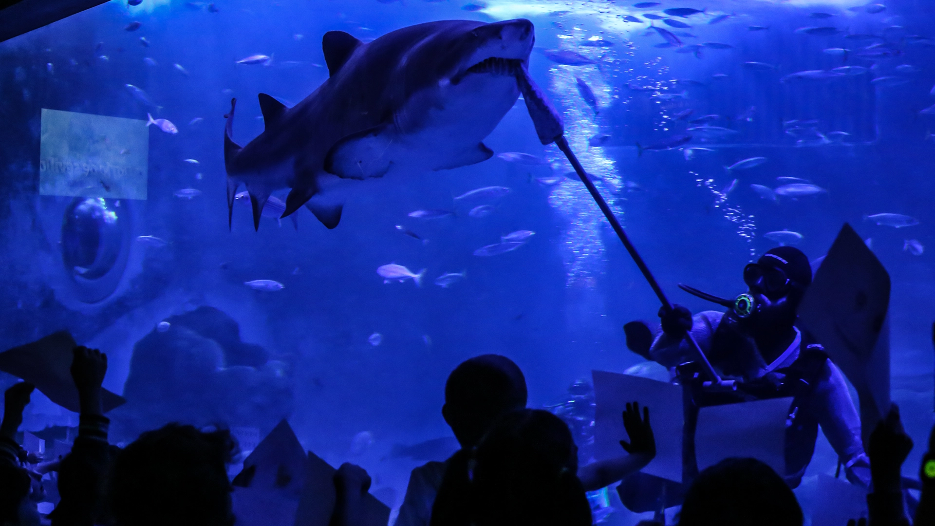 niños viendo cómo se alimenta a las especies de un acuario