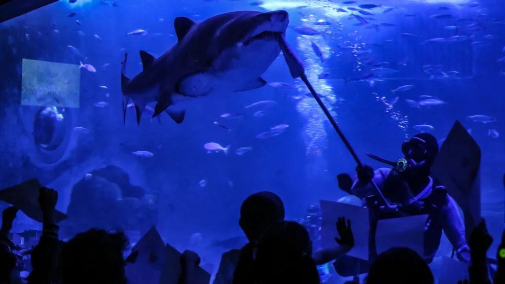 Alimentación oceanario con niños niños viendo cómo se alimenta a los tiburones en el acuario
