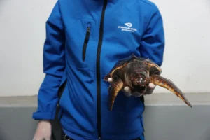 técnico con cría de tortuga