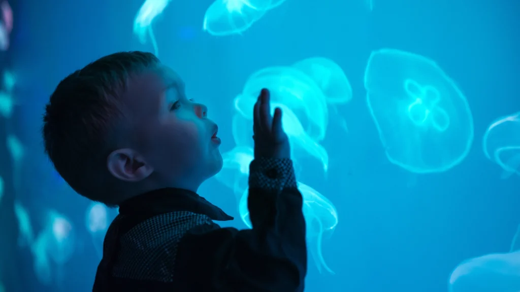 Niño observando un tanque de medusas