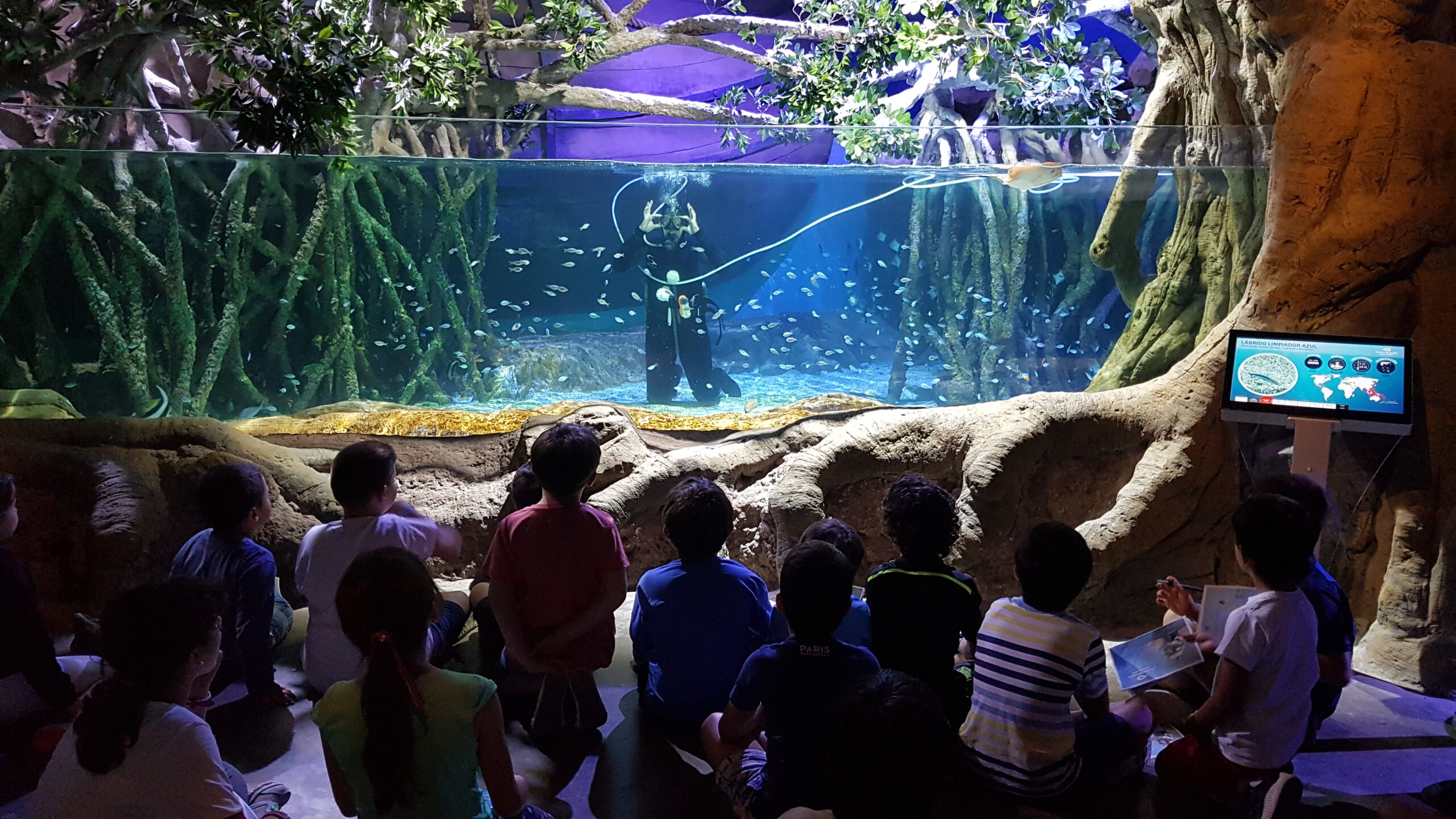 Niño observando un acuario
