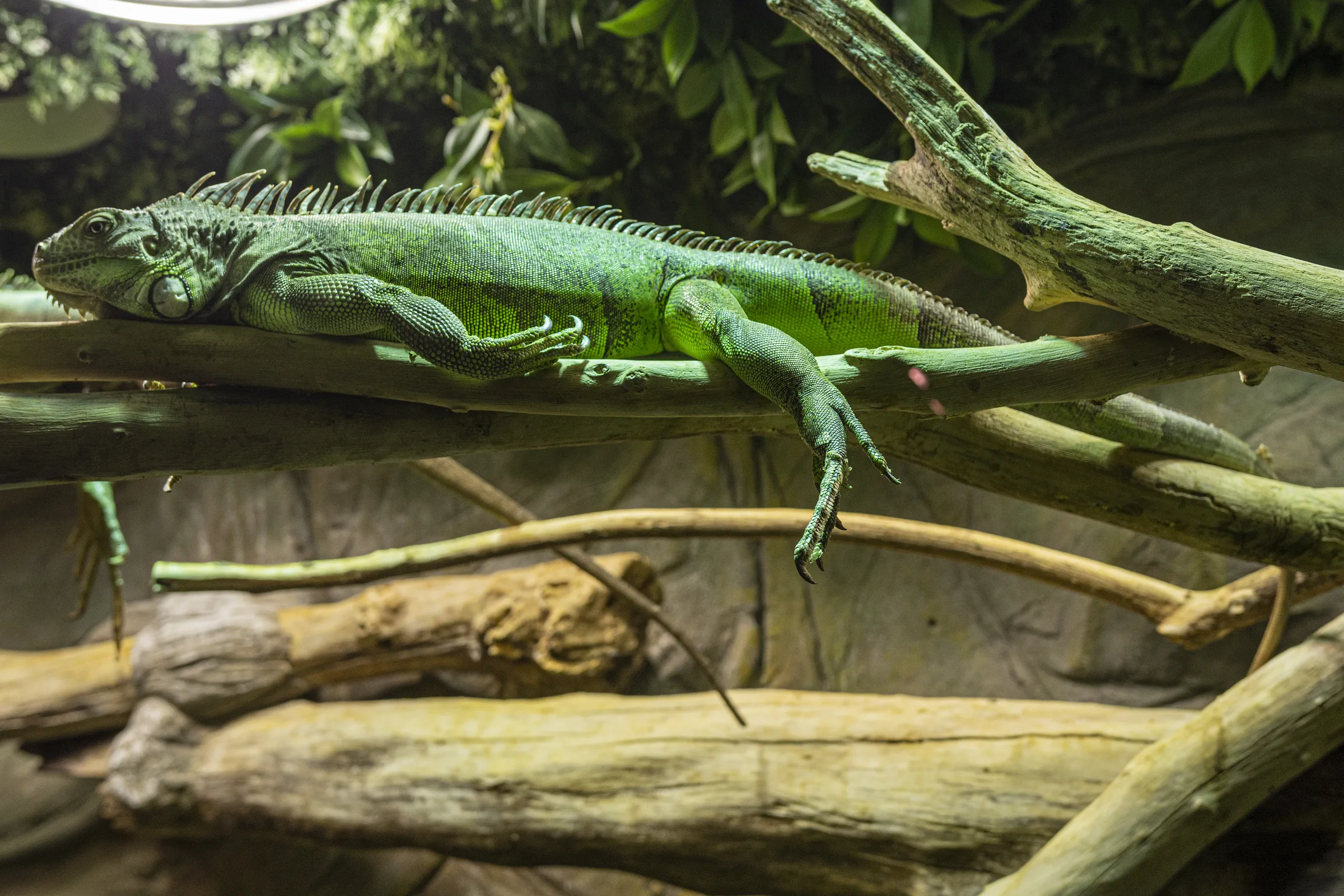 Iguana común de color verde