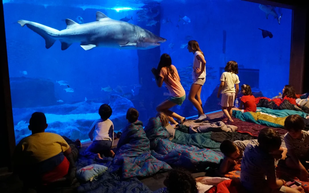Noche con tiburones escolar