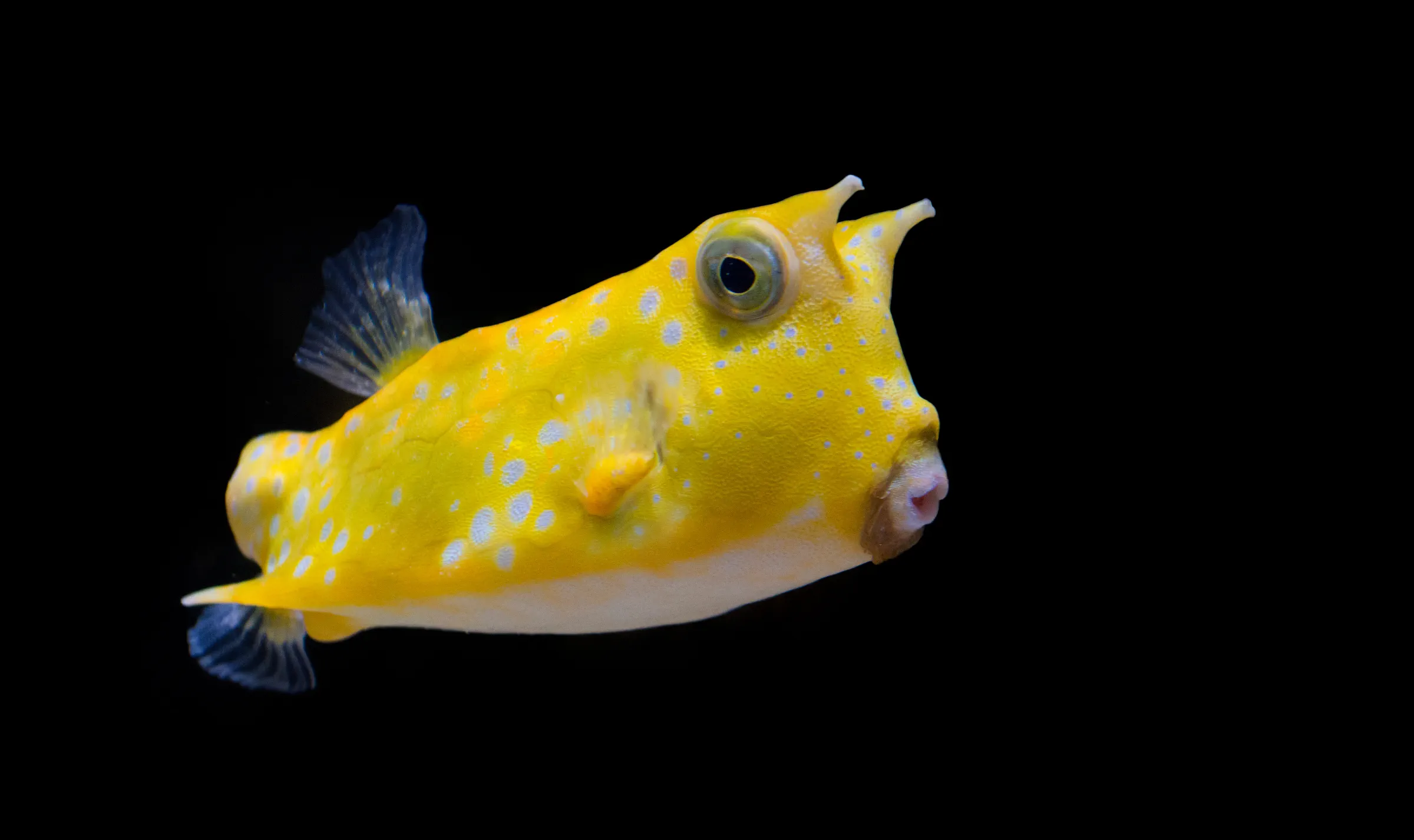 tropical fish in the aquarium