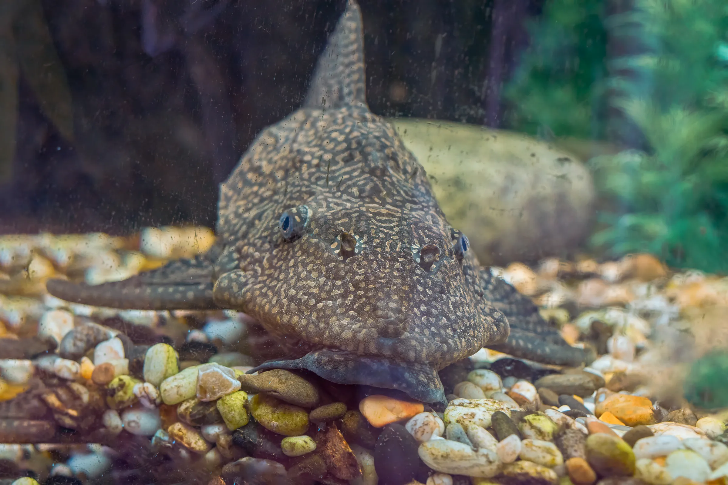 bottom-feeding fish