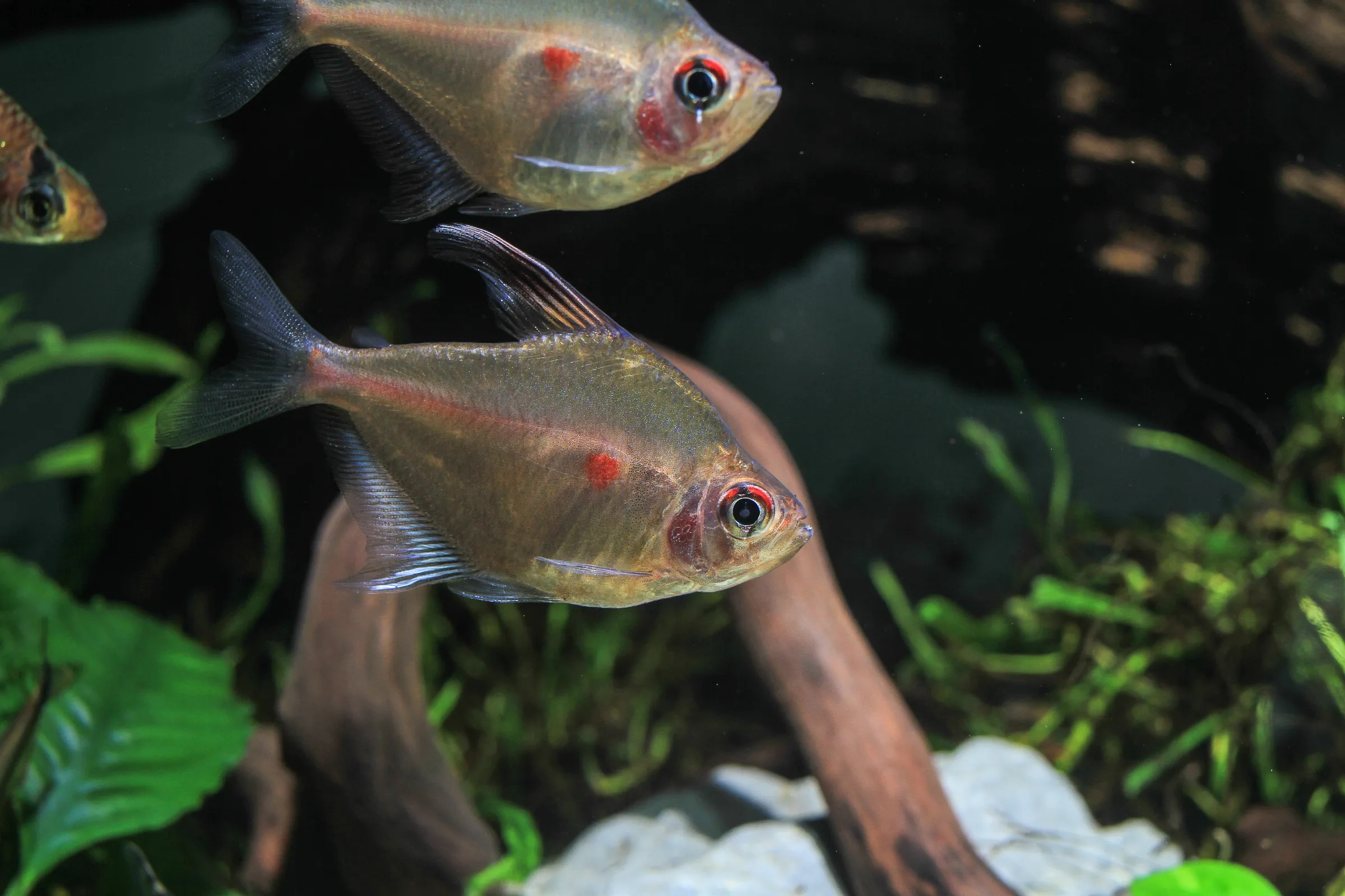 tropical fish in the aquarium