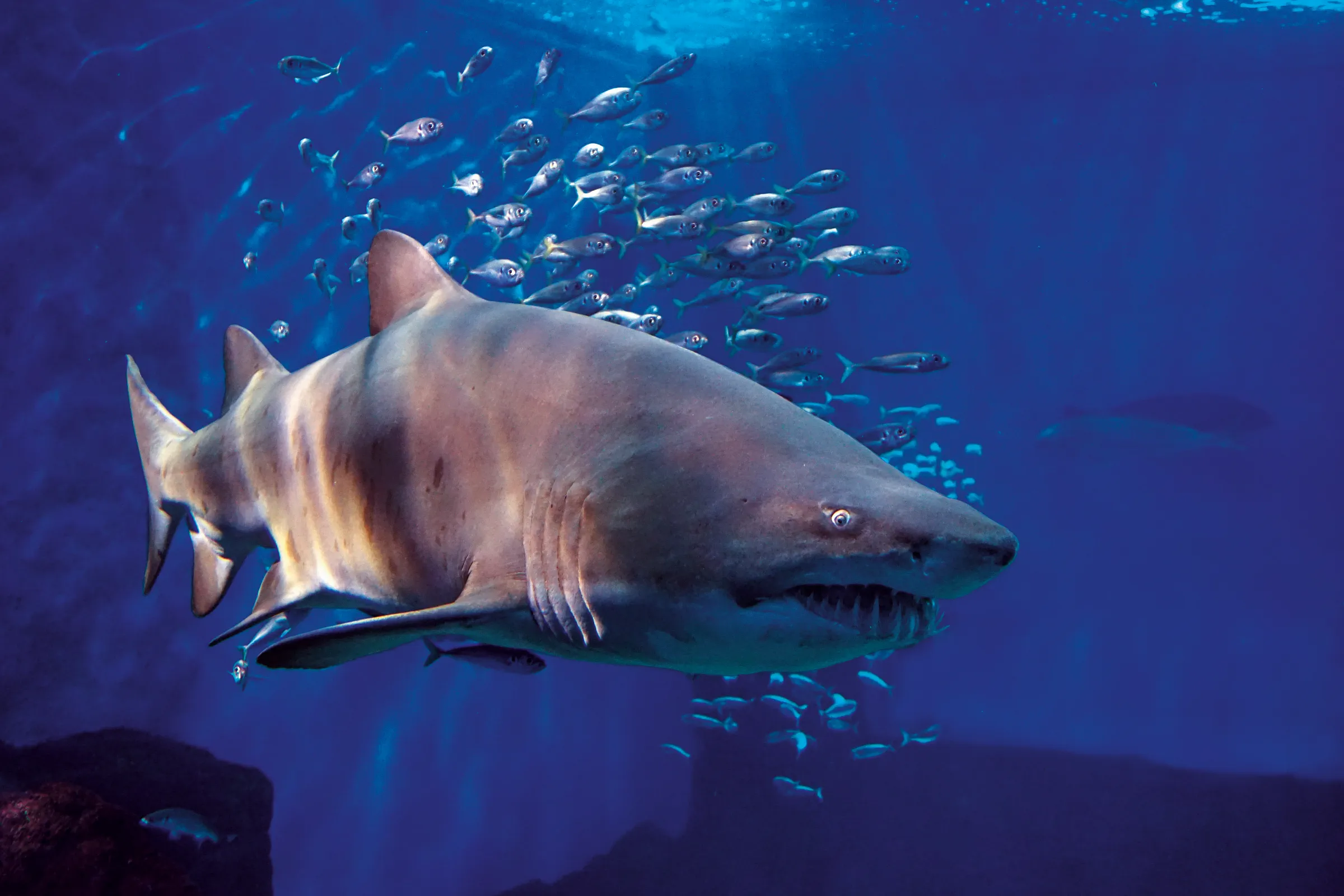 elasmobranch shark