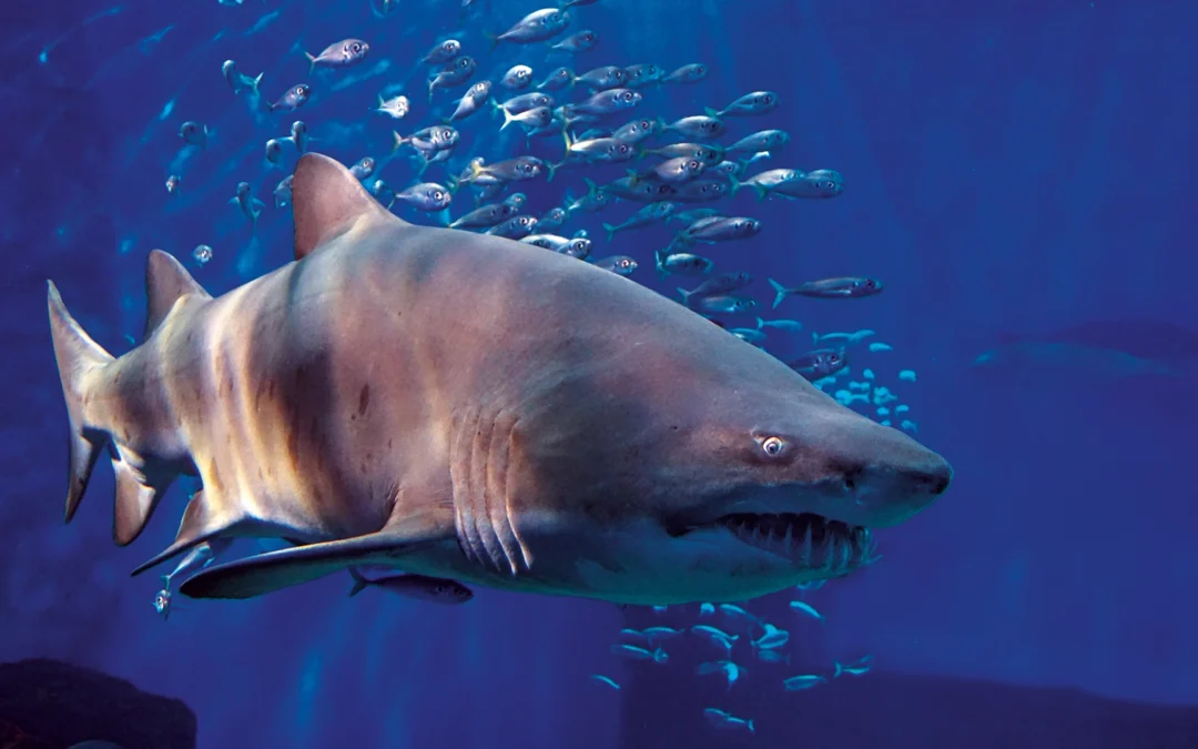 Tiburones a media noche
