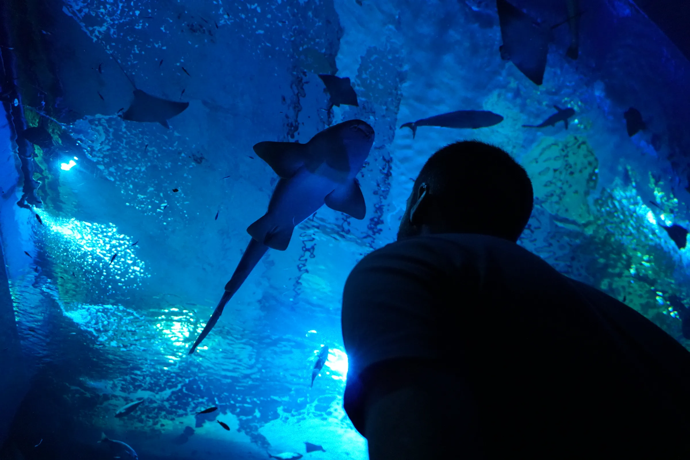 Un tiburón visto desde el túnel del oceanario