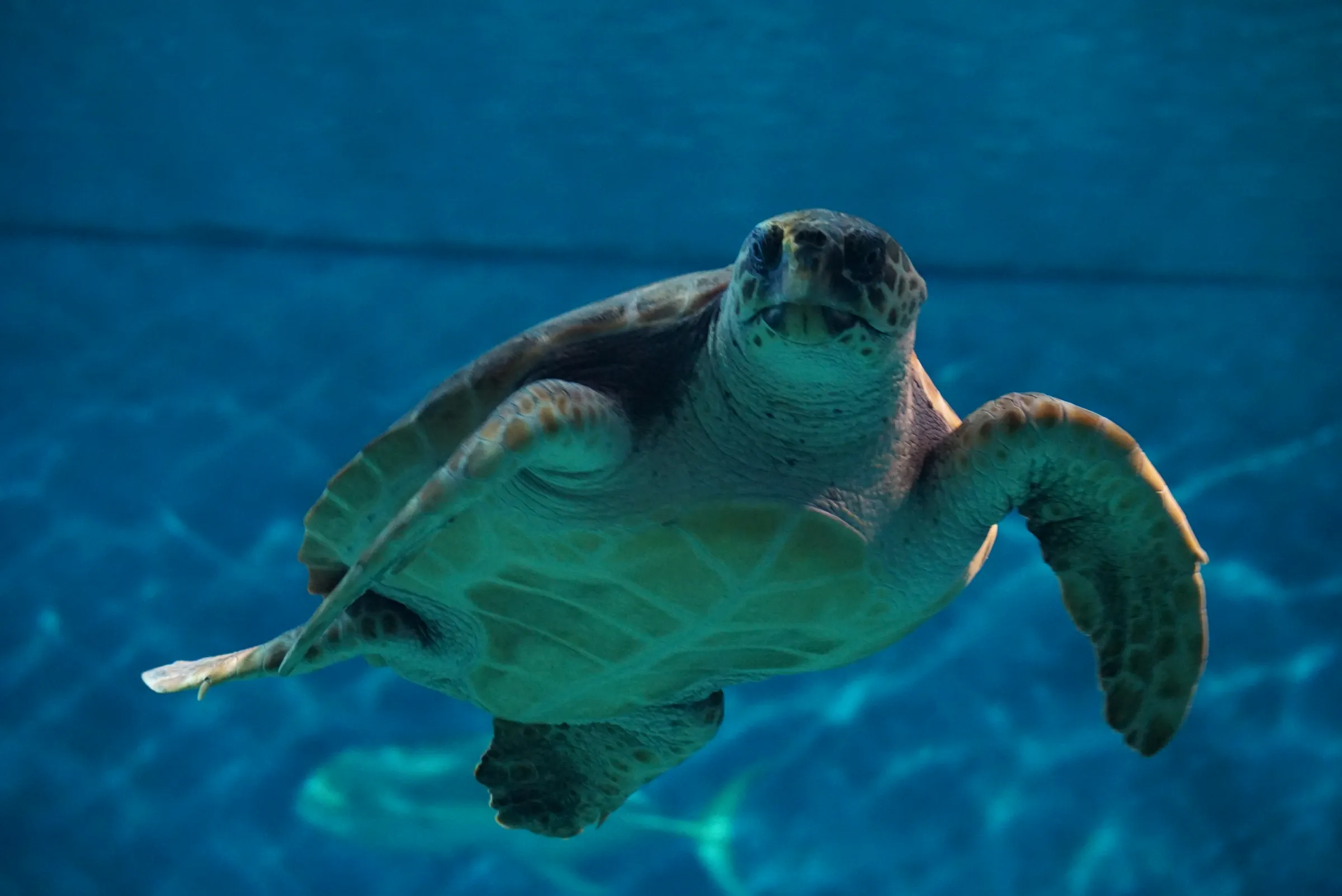 Tortuga boba