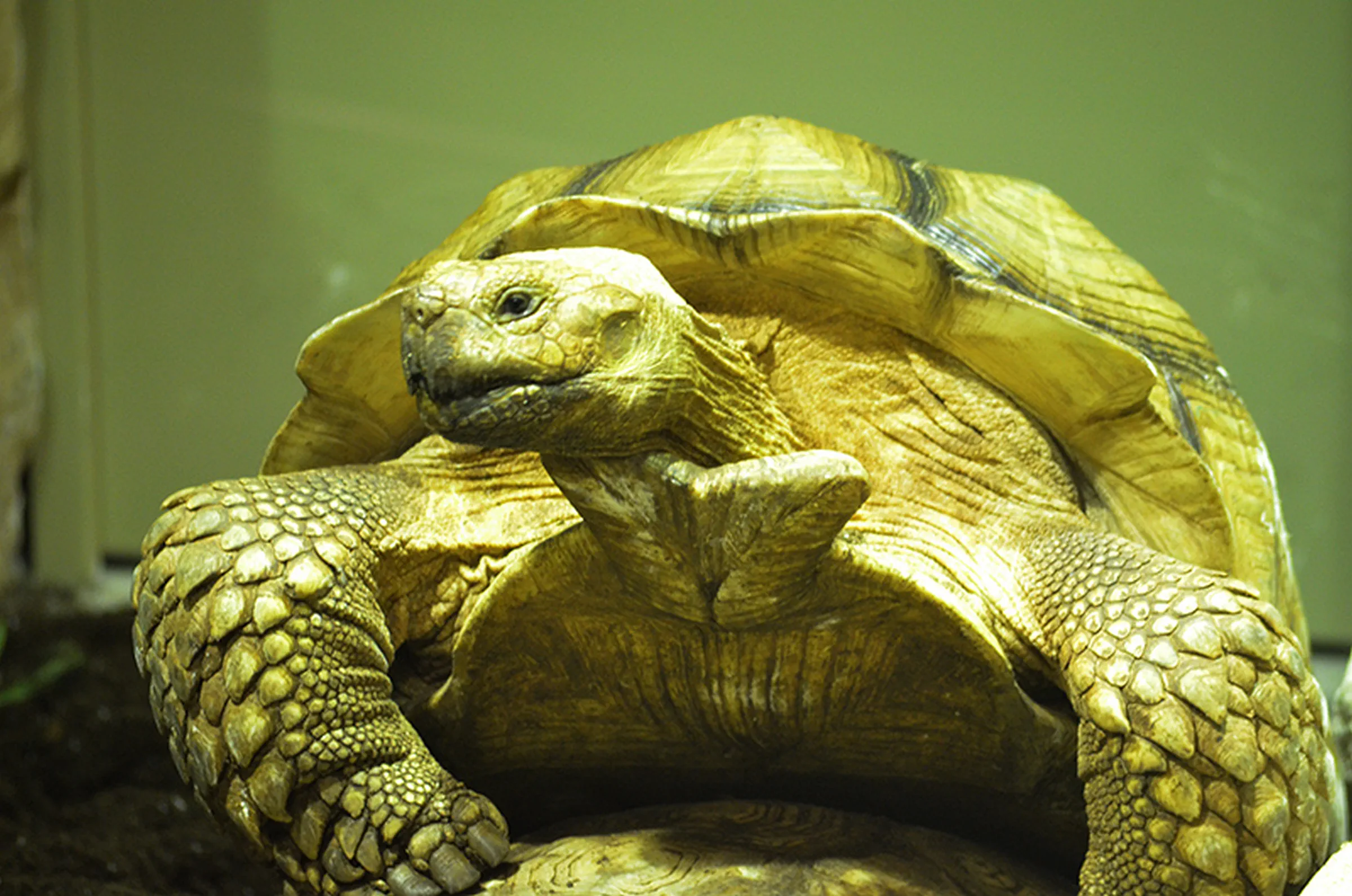 tortuga de tierra en el acuario