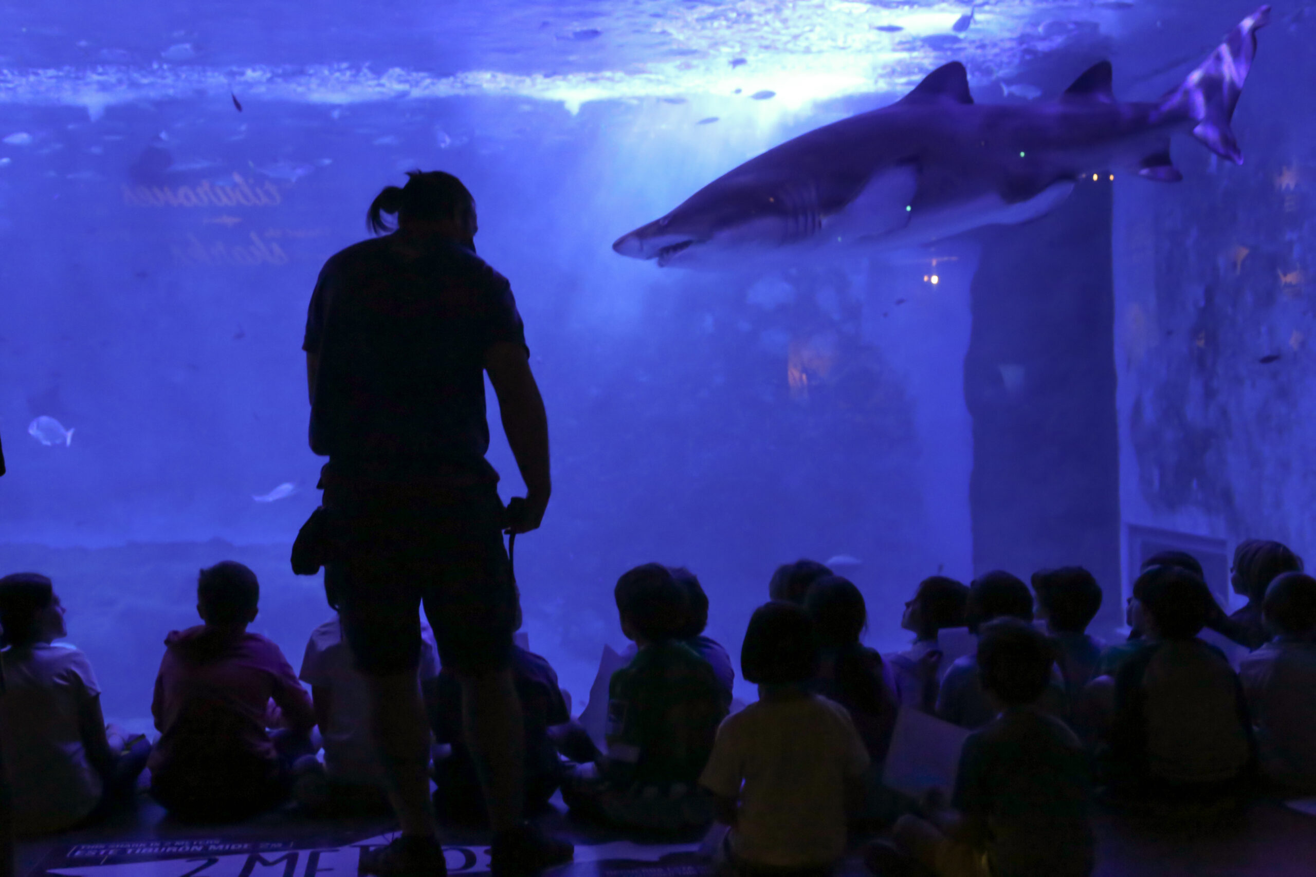 Niño observando un acuario