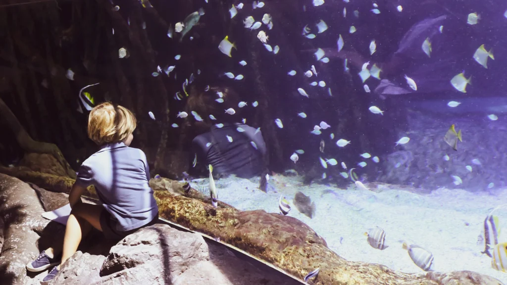 Niño observando un acuario