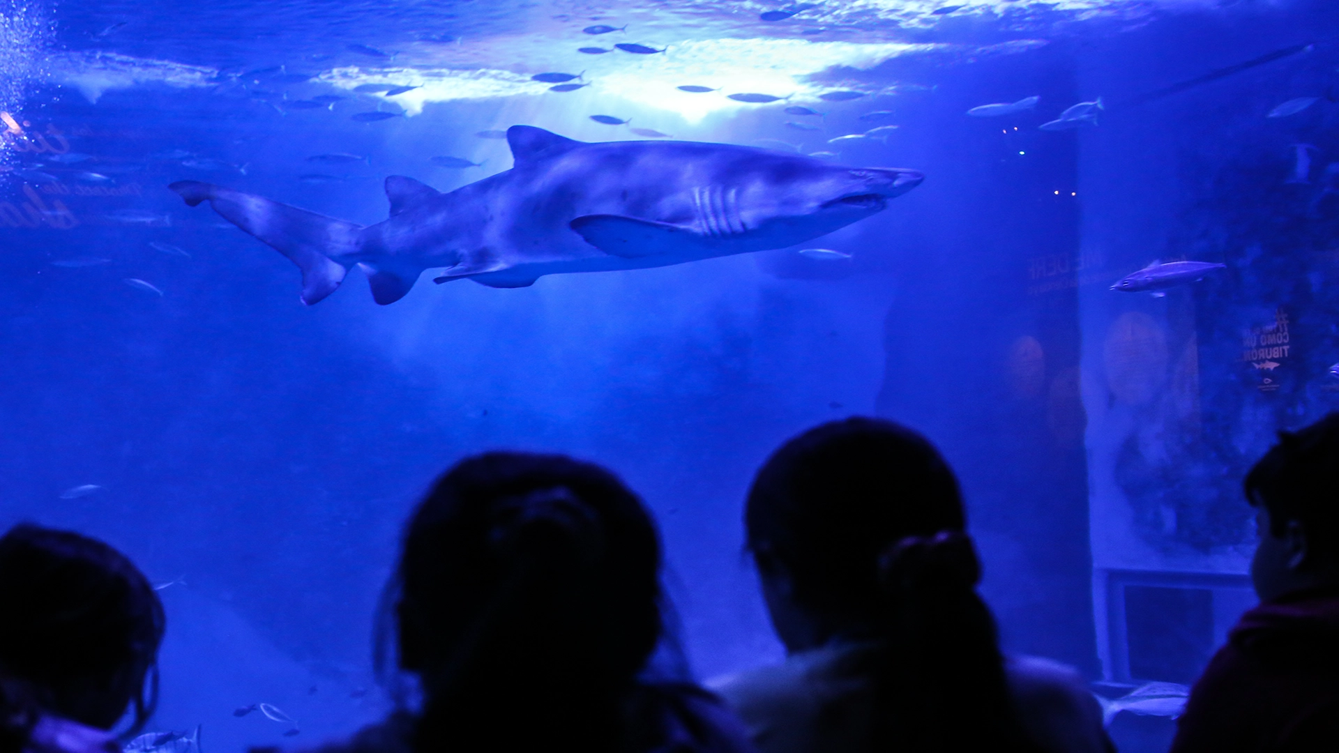 Niños en una visita al acuario