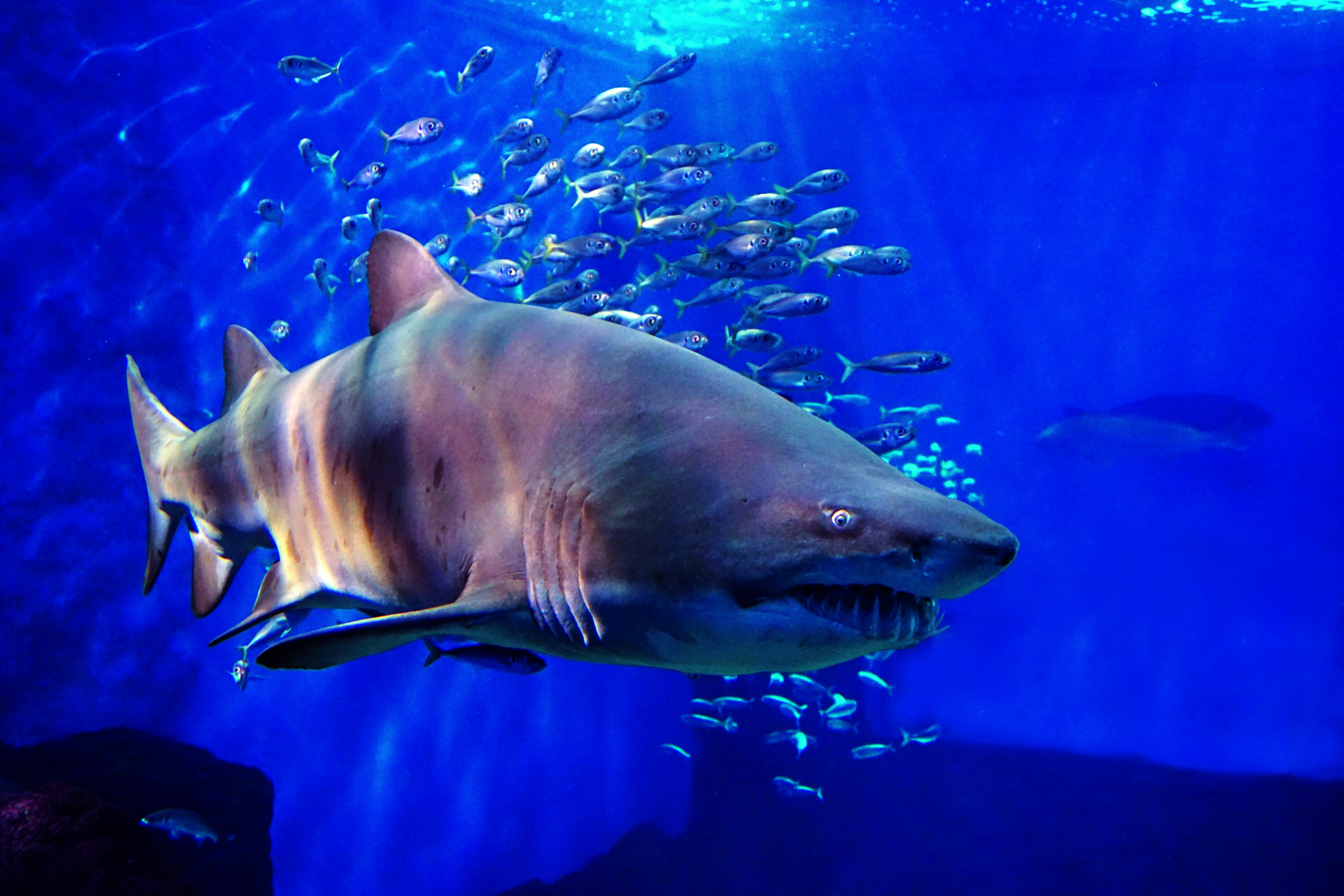 Sand tiger shark Space dedicated to tropical rainforests