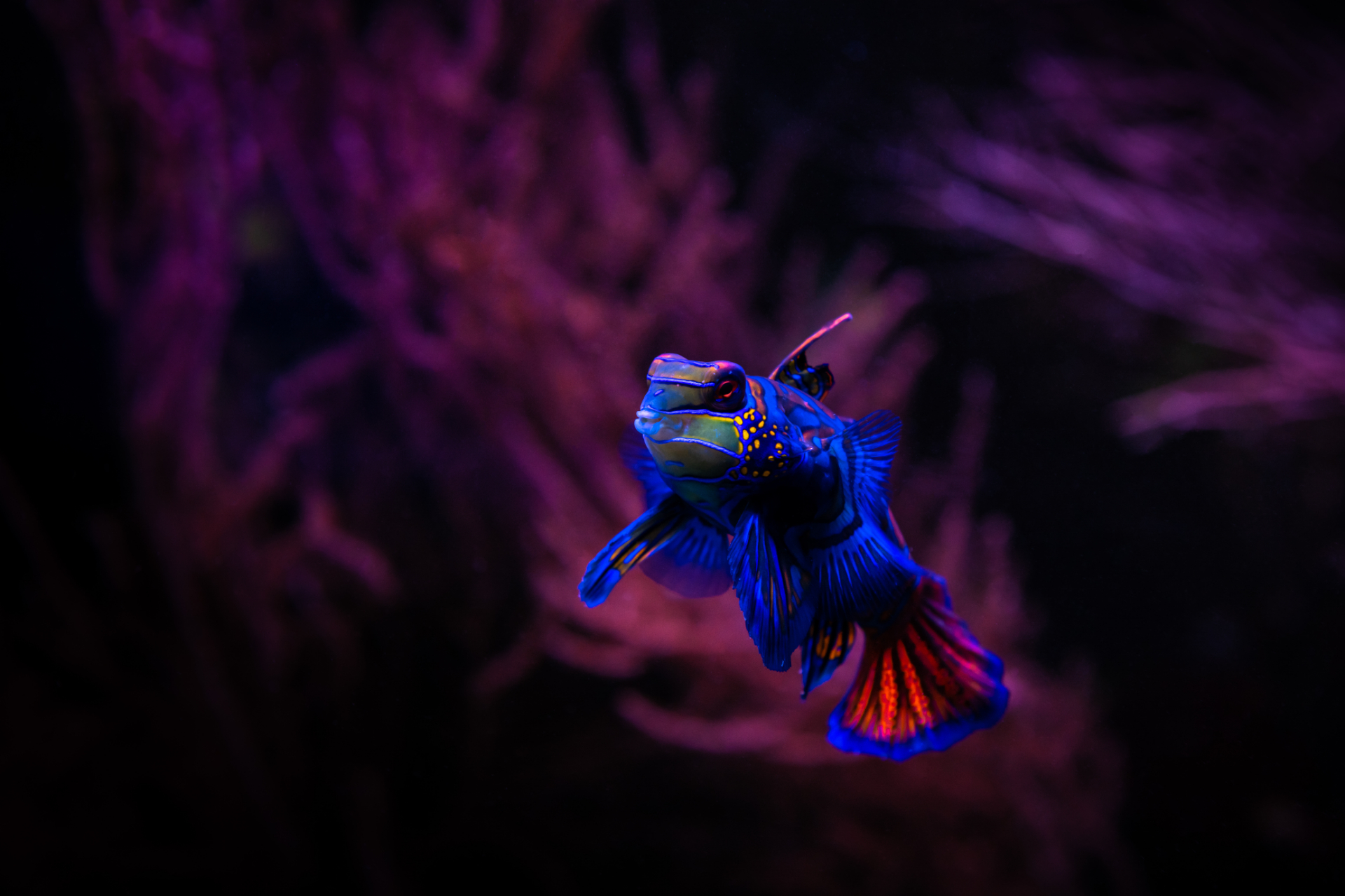 Mandarin Fish