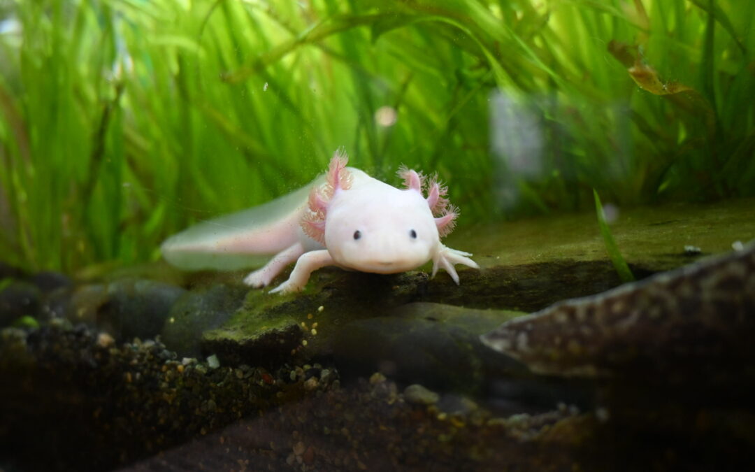 The Axolotl, an Endangered Species, Arrives at the Seville Aquarium