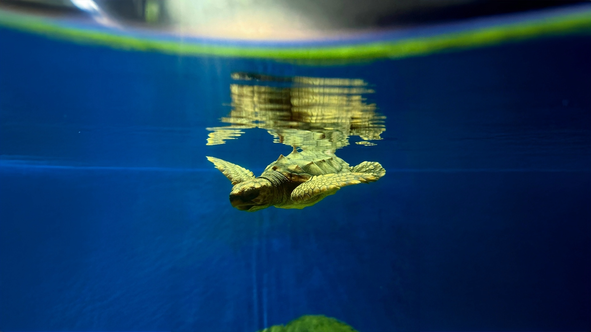 Sea turtle hatchling index