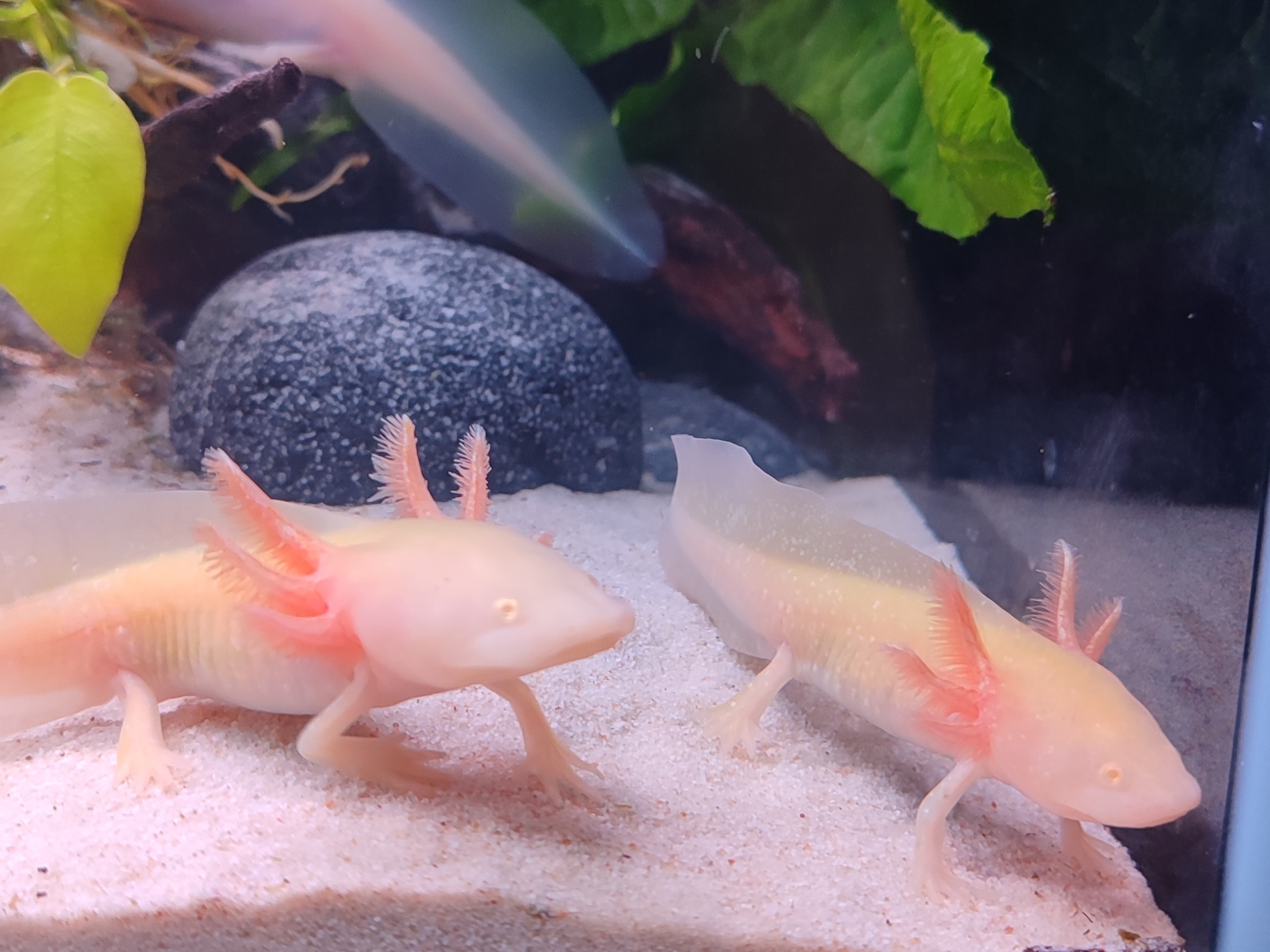 Axolotls in Seville Aquarium