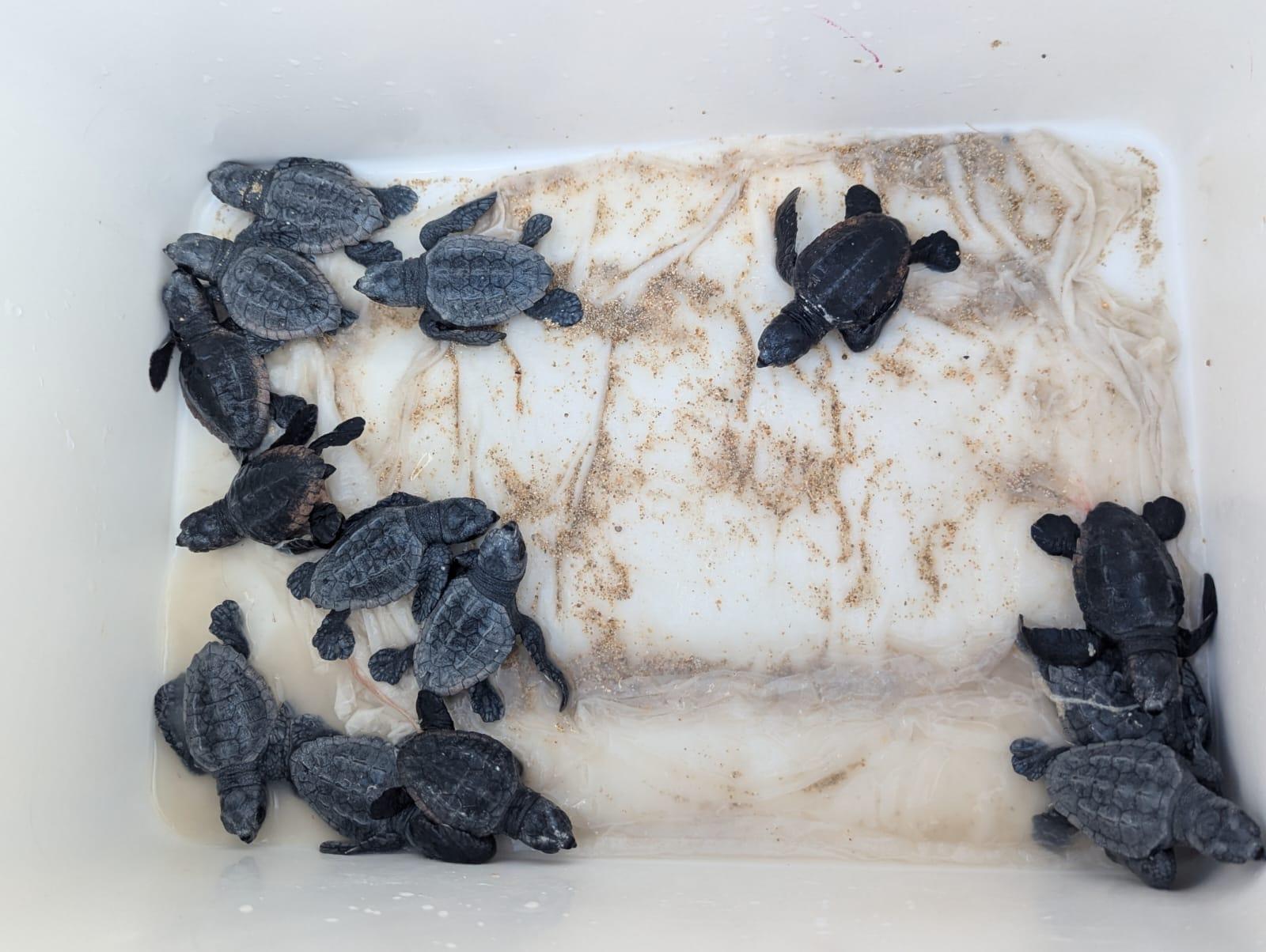 newly hatched turtle hatchlings