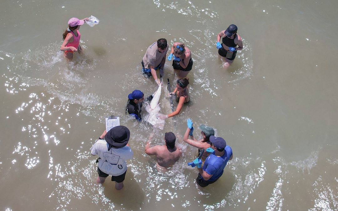 The giant guitarfish survives on the Andalusian coast thanks to citizen collaboration.