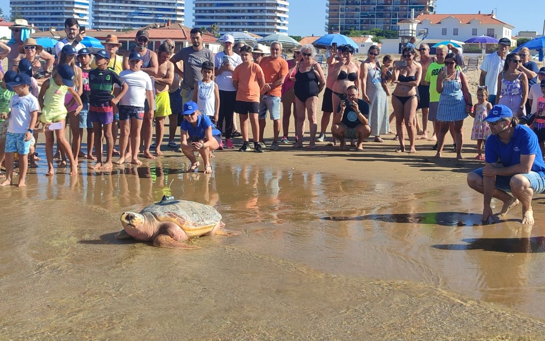 The sea turtle “Donatello” returns to the sea in Punta Umbría.