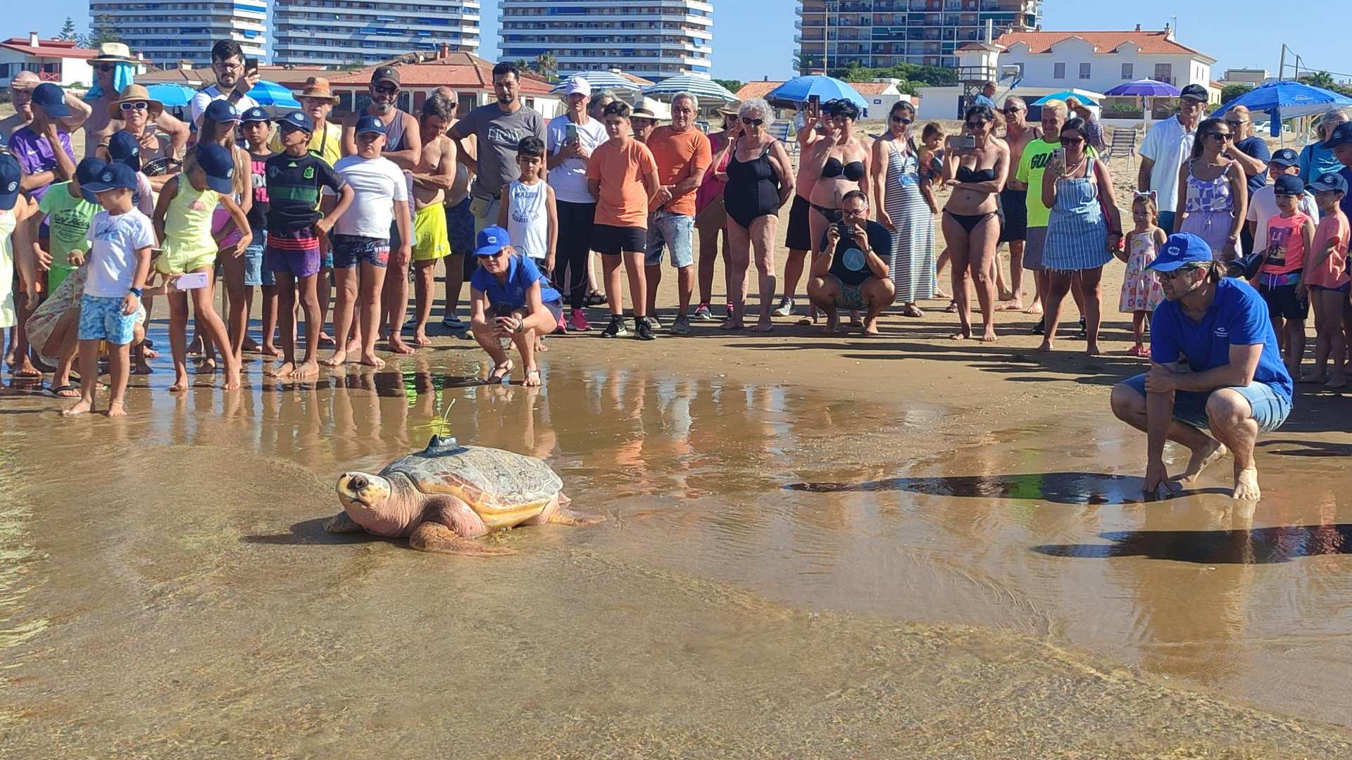 suelta tortuga marina en playa