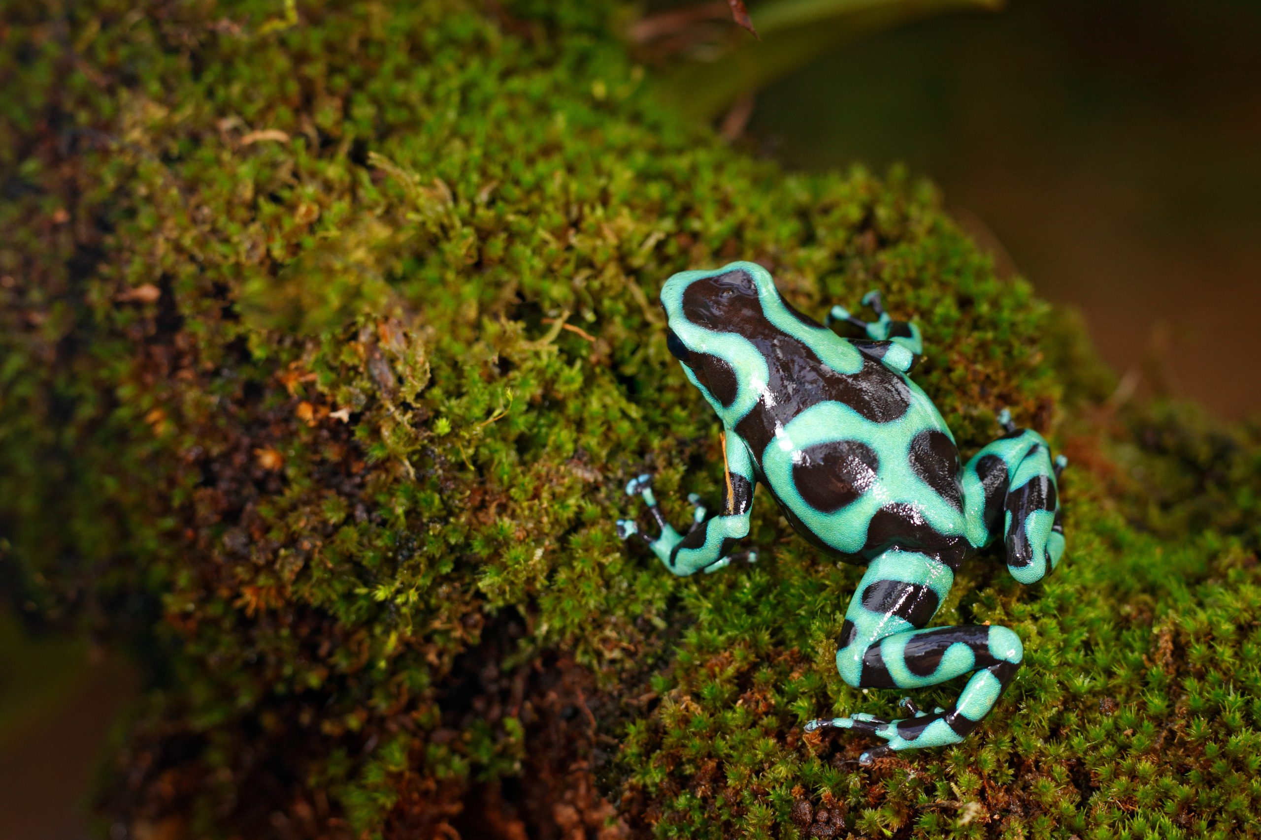 Green Dart Frog Green Frog – Seville Aquarium