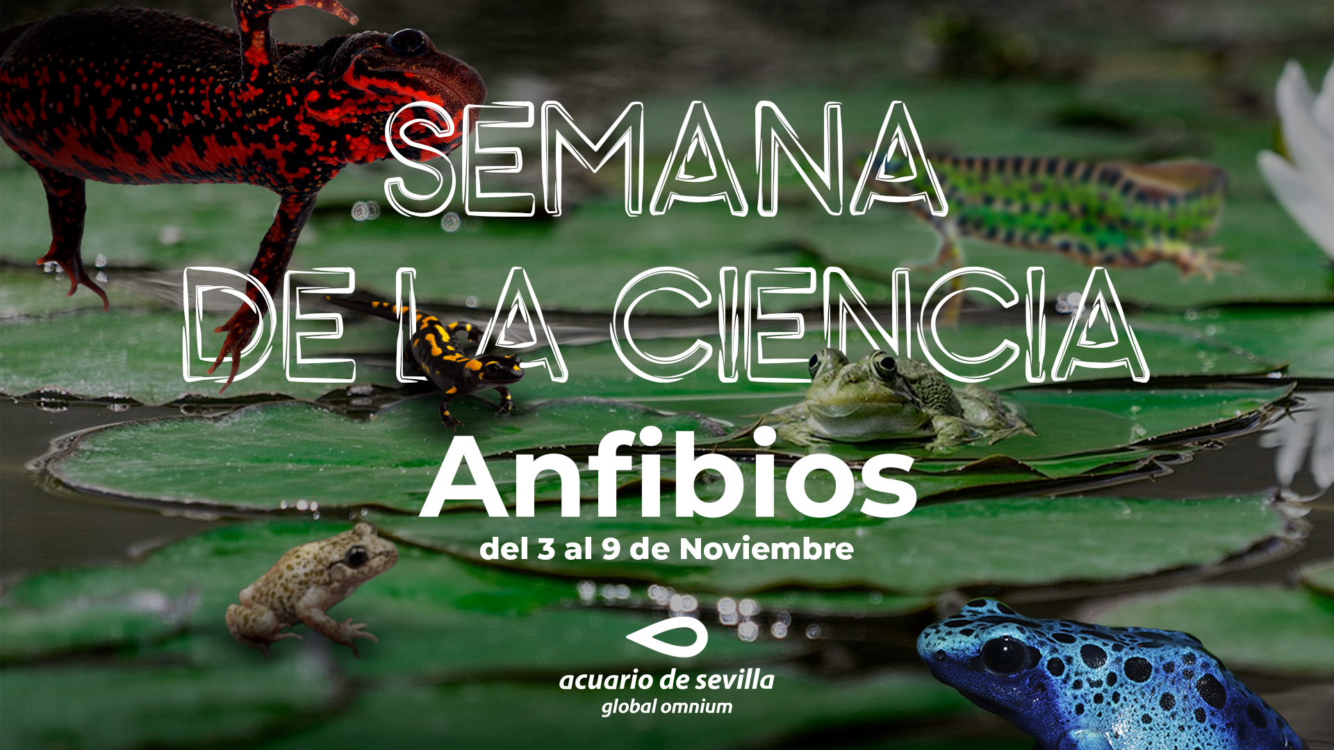 Science Week 2025 Poster Amphibians Poster – Science Week