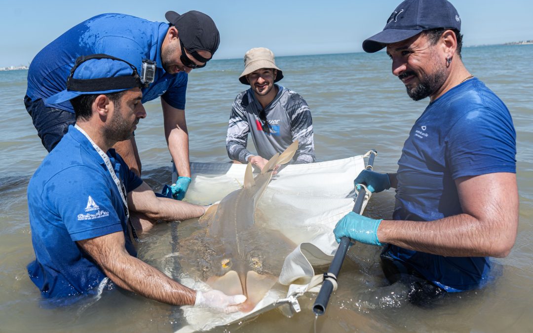 El golfo de Cádiz declarado refugio internacional para el pez guitarra gigante
