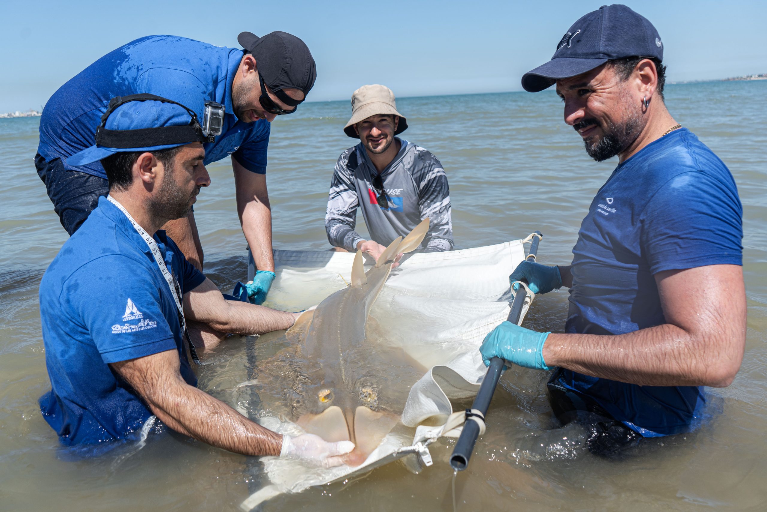 Technicians in the Glaucostegus Project<br>