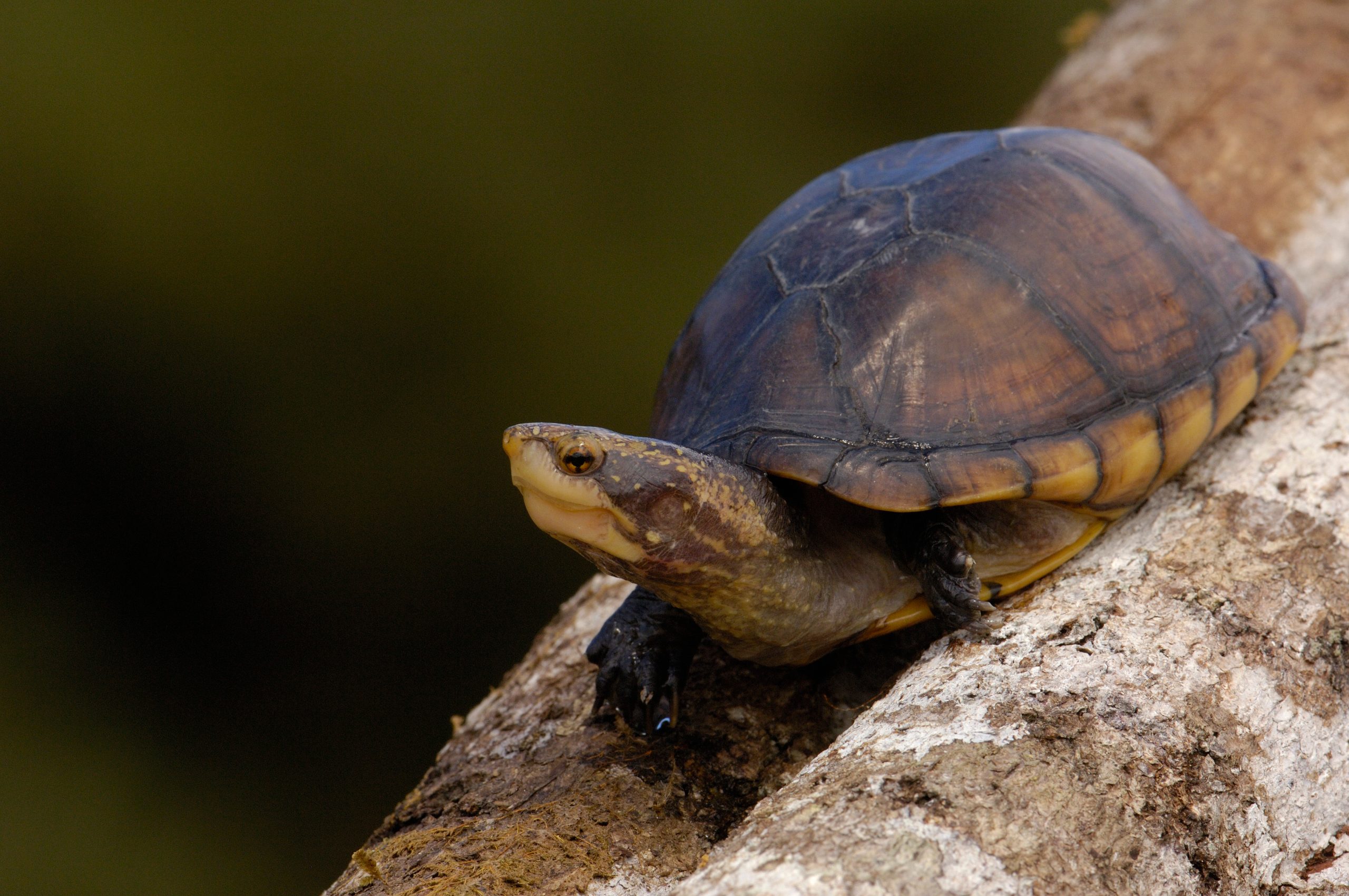 tortuga en acuario