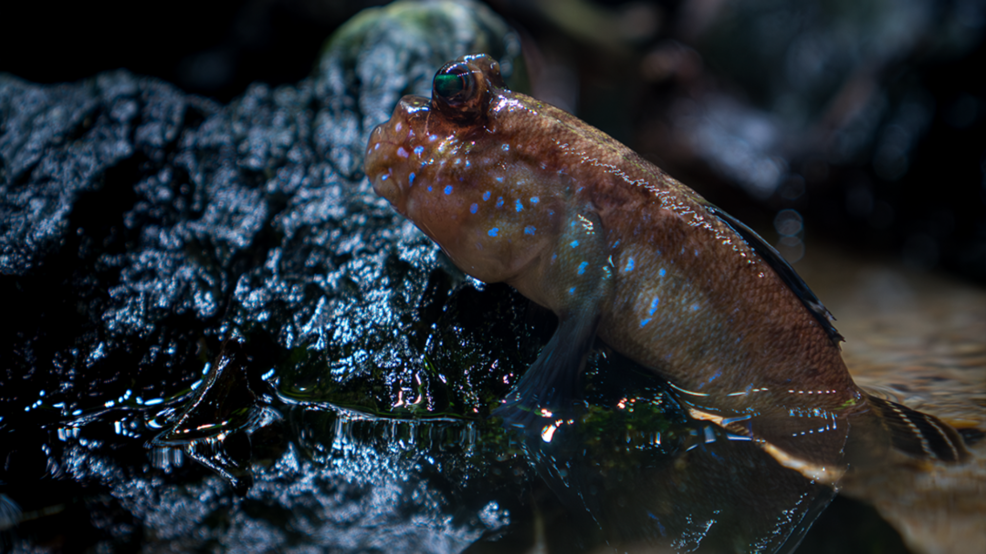 saltarín del fango en acuario