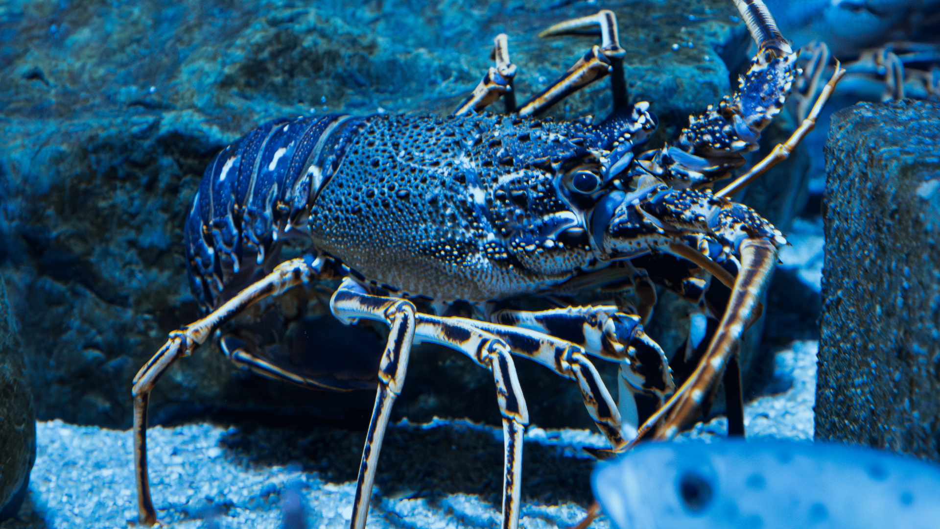 Palinurus elephas