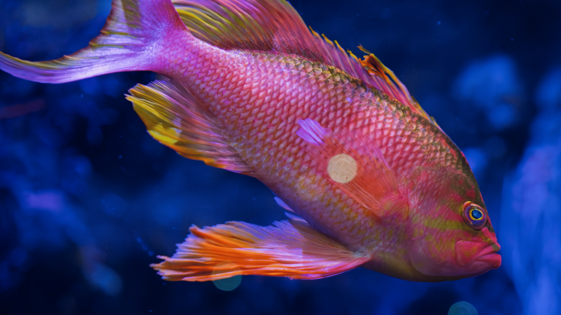 Anthias anthias