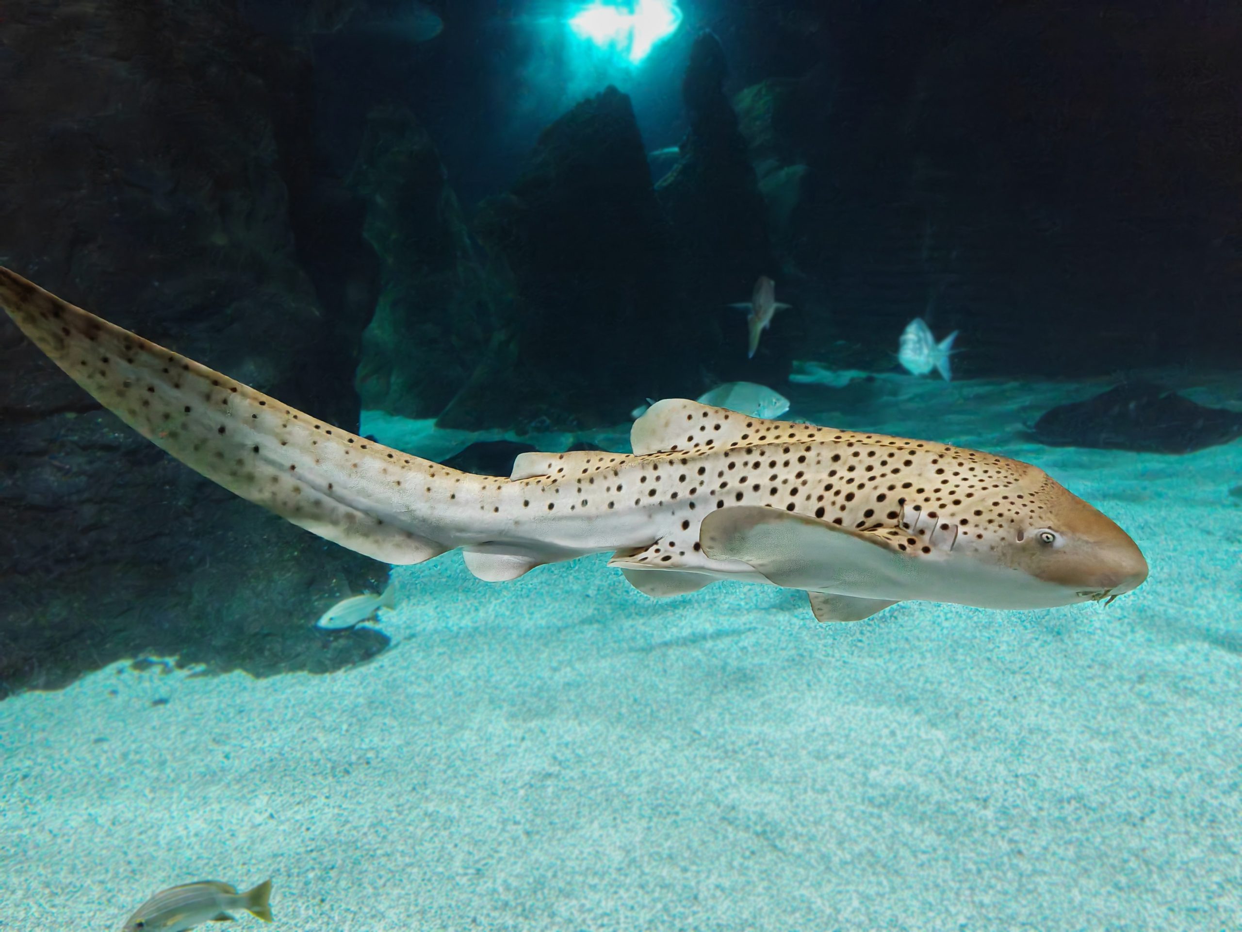 The leopard shark (Triakis semifasciata) photographed in aquarium in Lanzarote Zebra shark in an aquarium
