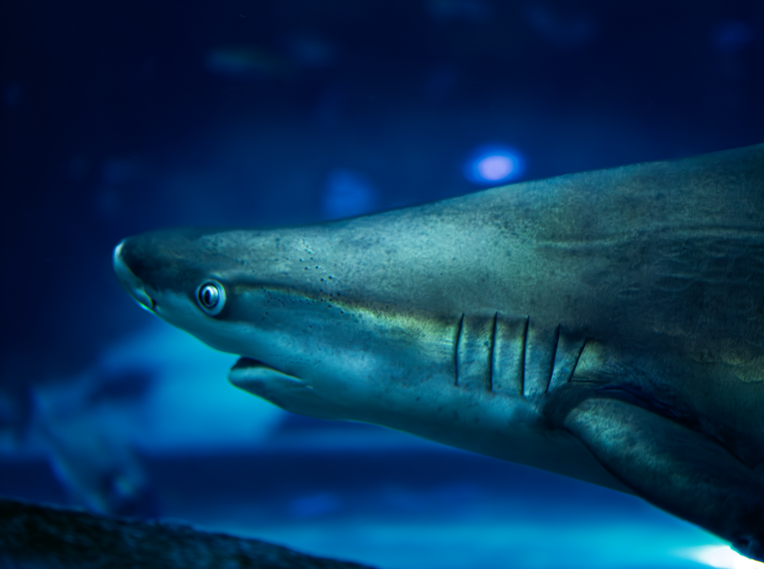 AS – Sandbar shark (2) Children in virtual reality at the Seville Aquarium